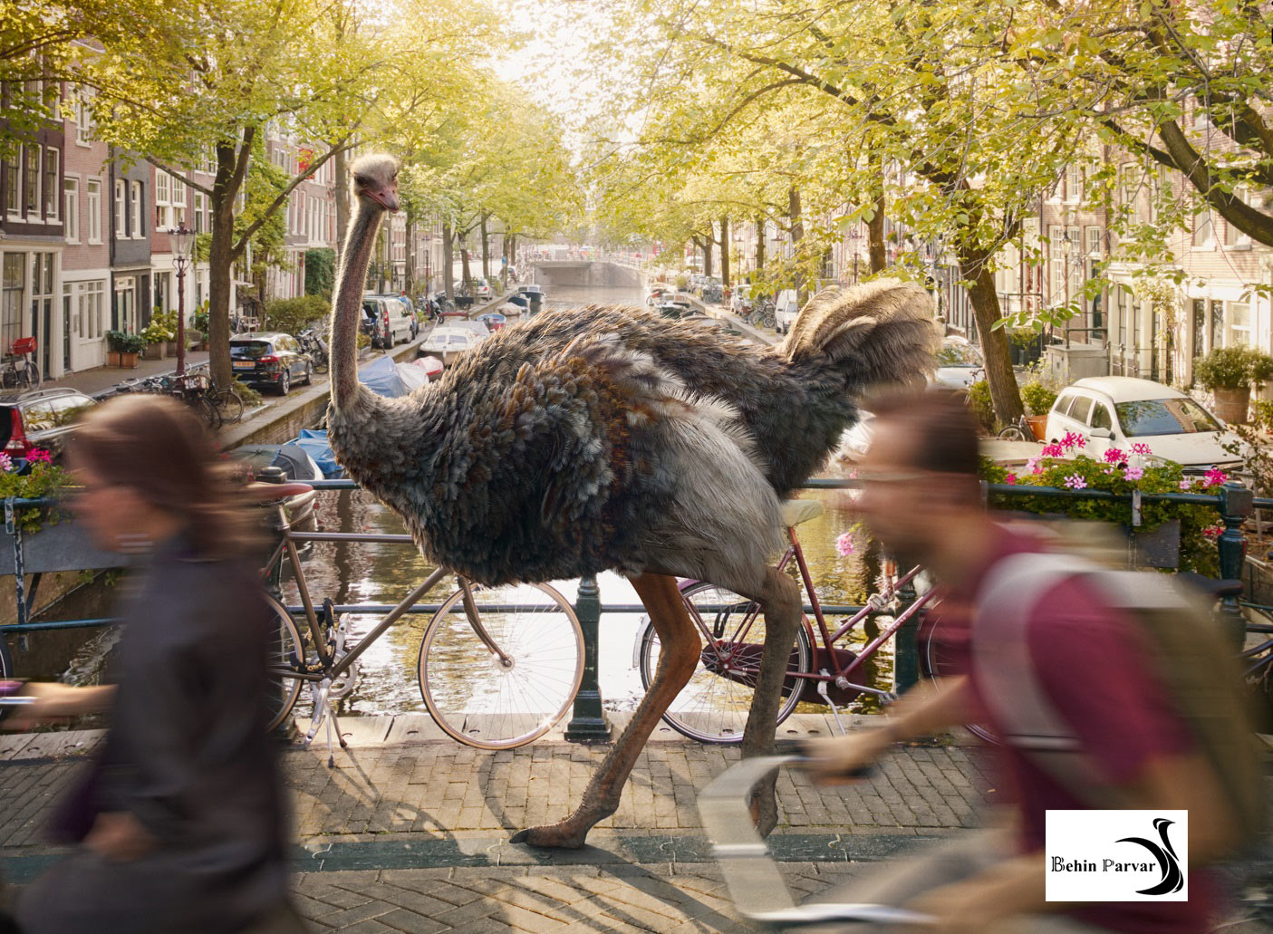 رفتار شناسی شترمرغ ها