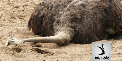 نشانه های مهم و راه های مقابله با استرس گرمایی در شترمرغ ها