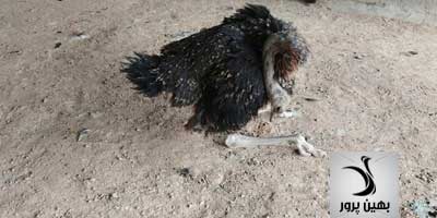 علائم بیماری نیوکاسل در شترمرغ، راه های انتقال و درمان آن