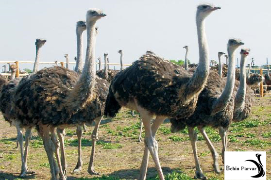 وضعیت بدنی (Body condition) در شترمرغ