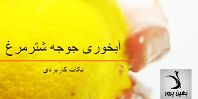 کلیپ بررسی نکات کاربردی آبخوری جوجه شترمرغ