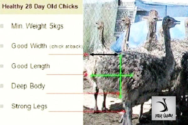 ویژگی های فیزیکی و وضعیت بدنی در شترمرغ