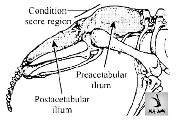 اسکلت و وضعیت بدنی شترمرغ