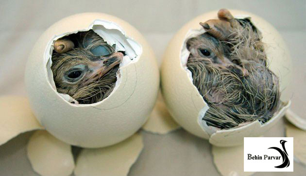 آماده سازی سیستم جوجه کشی مزرعه پرورش شترمرغ
