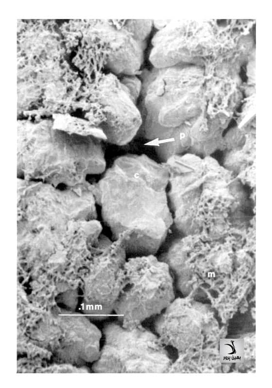 نمای میکروسکوپ الکترونی پوسته تخم شترمرغ