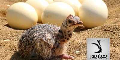 مهمترین نکات در پرورش جوجه شترمرغ یک روزه