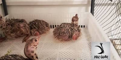 نحوه آماده سازی سیستم جوجه کشی پرورش شترمرغ