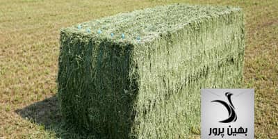 انتخاب یونجه مناسب و با کیفیت برای تغذیه شترمرغ ها