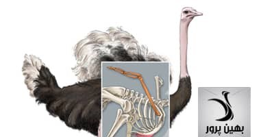 بررسی کامل شاخص وضعیت بدنی در شترمرغ و ارزیابی سلامت پرنده