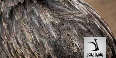 بررسی کامل نحوه پرکنی شترمرغ و انواع پر در آن