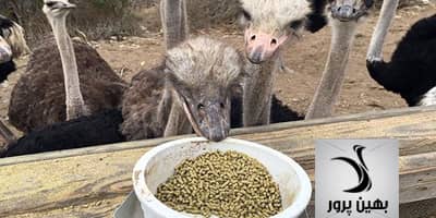 پادکست فیبر در جیره غذایی شترمرغ – قسمت اول