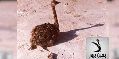 کلیپ بررسی عوامل پیچش پا و پا کجی در جوجه شترمرغ