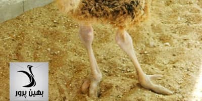 بررسی عوامل پا کجی و پیچش پا در جوجه شترمرغ