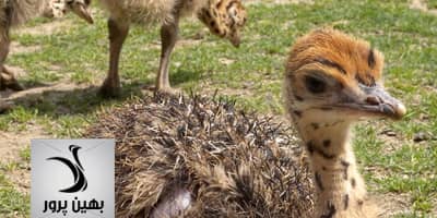 مشاوره برای پرورش شتر مرغ در آماده سازی سالن جهت ورود جوجه