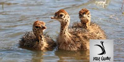 نکاتی در مورد مصرف آب در جوجه شترمرغ و اهمیت آن