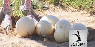 نکاتی مهم و کامل در مورد تخم شترمرغ، خواص و ارزش غذایی آن