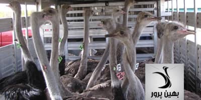 پادکست جابجایی و انتقال شترمرغ – قسمت اول