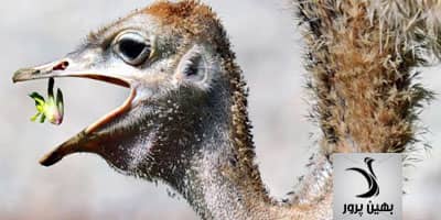 پادکست سلامت دستگاه گوارش شترمرغ - قسمت اول