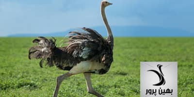 پادکست دوره نگهداری شترمرغ مولد – قسمت اول