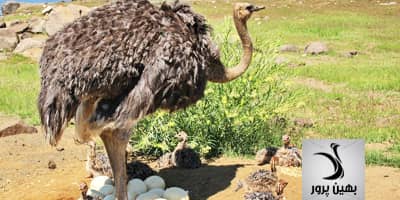 تشخیص نطفه دار بودن شترمرغ و بی نطفگی در آن