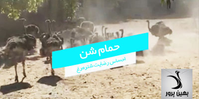 کلیپ حمام شن شترمرغ از رفتارهای طبیعی پرنده