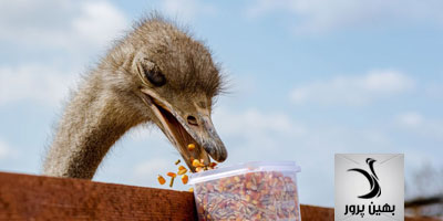 اهمیت مکمل و ریز مغذی برای تغذیه شترمرغ مولد در دوره نگهداری