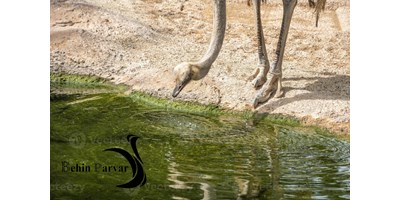 اطمینان از کیفیت آب در پرورش شترمرغ