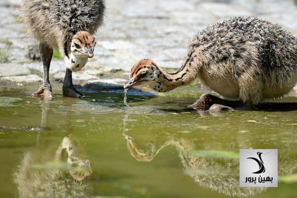 نکاتی در مورد مصرف آب در جوجه شترمرغ 