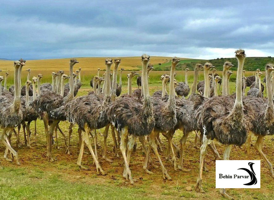 نکاتی برای پرورش‌دهندگان شترمرغ درباره سیستم تنفسی پرنده و عوامل مختل کننده عملکرد آن