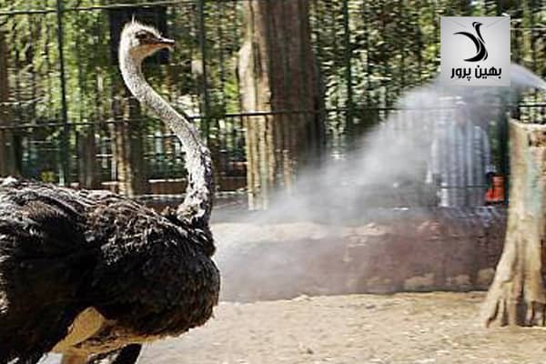 ضدعفونی در مشاوره برای پرورش شتر مرغ