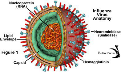 آنفلوانزای پرندگان