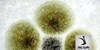 اثرات مخرب سموم قارچی خوراک شترمرغ بر سیستم ایمنی