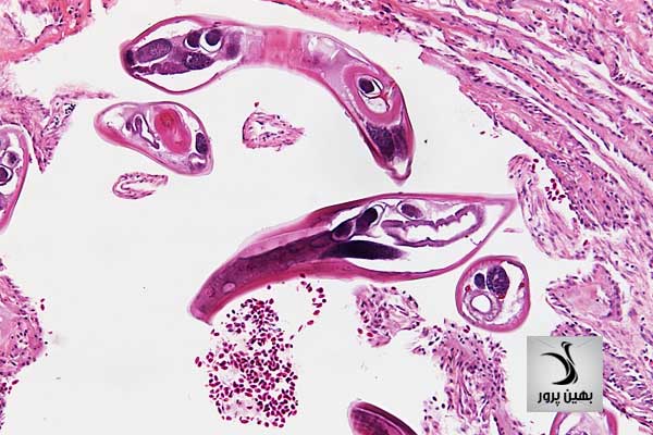 کرم های گرد از انگل ها در بروز بیماری های شایع شتر مرغ