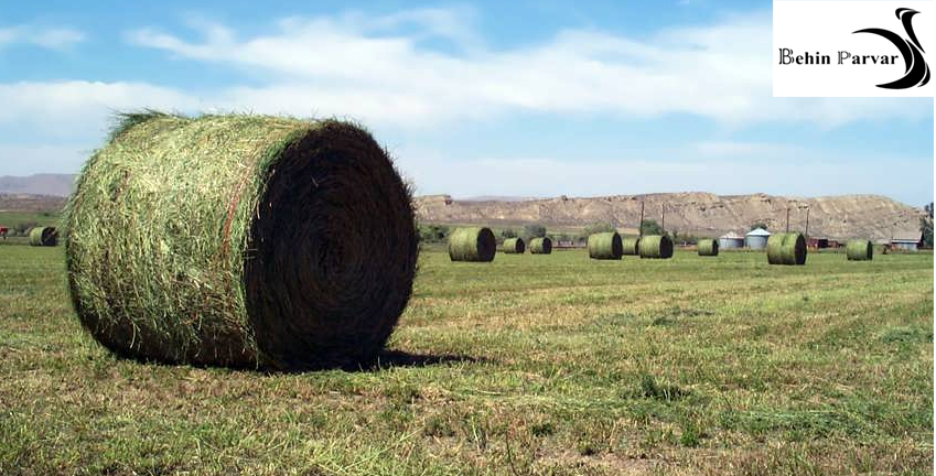انتخاب یونجه مناسب خوراک شترمرغ